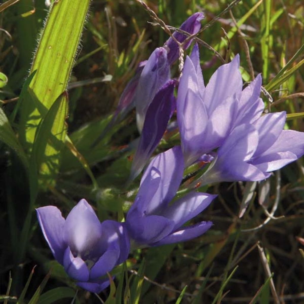 Babiane ou Racine de Babouin Stricta Zwanenburg Glory