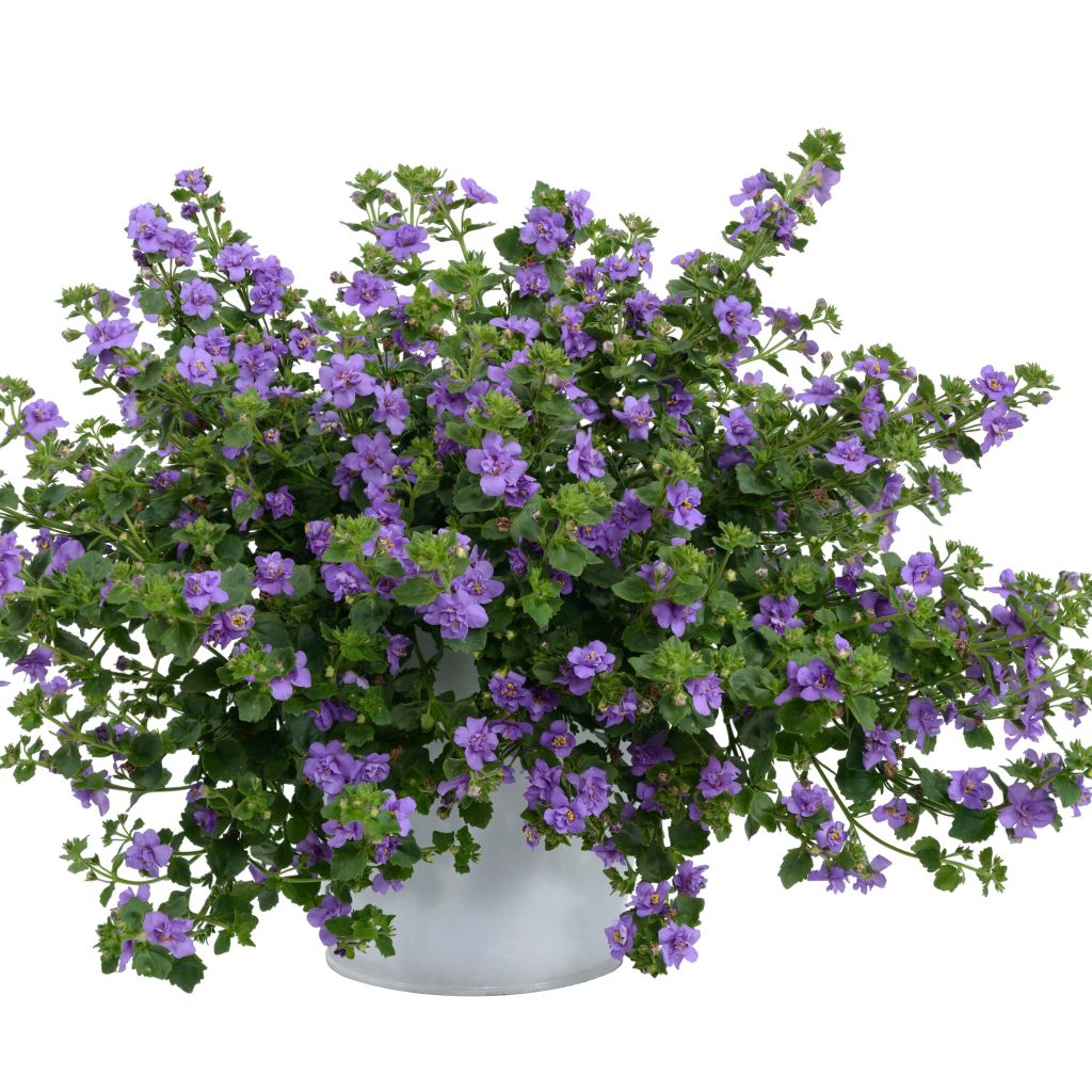 Bacopa Scopia Double Indigo