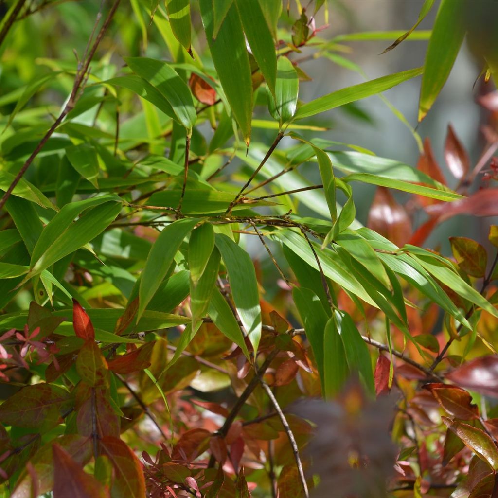 Bambou noir - Phyllostachys nigra en pot de 7,5L