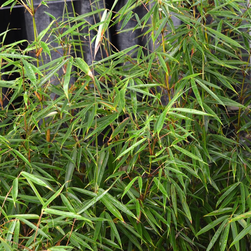 Fargesia robusta - Bambou non traçant