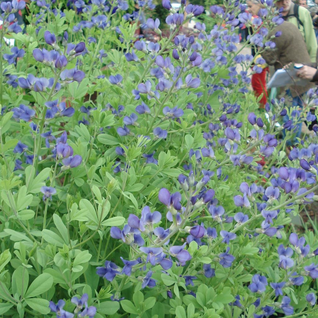 Lupin indigo, Baptisia australis