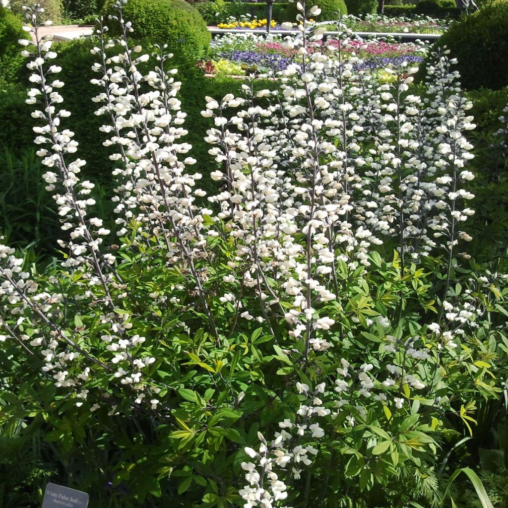 Baptisia pendula alba - Faux indigo blanc