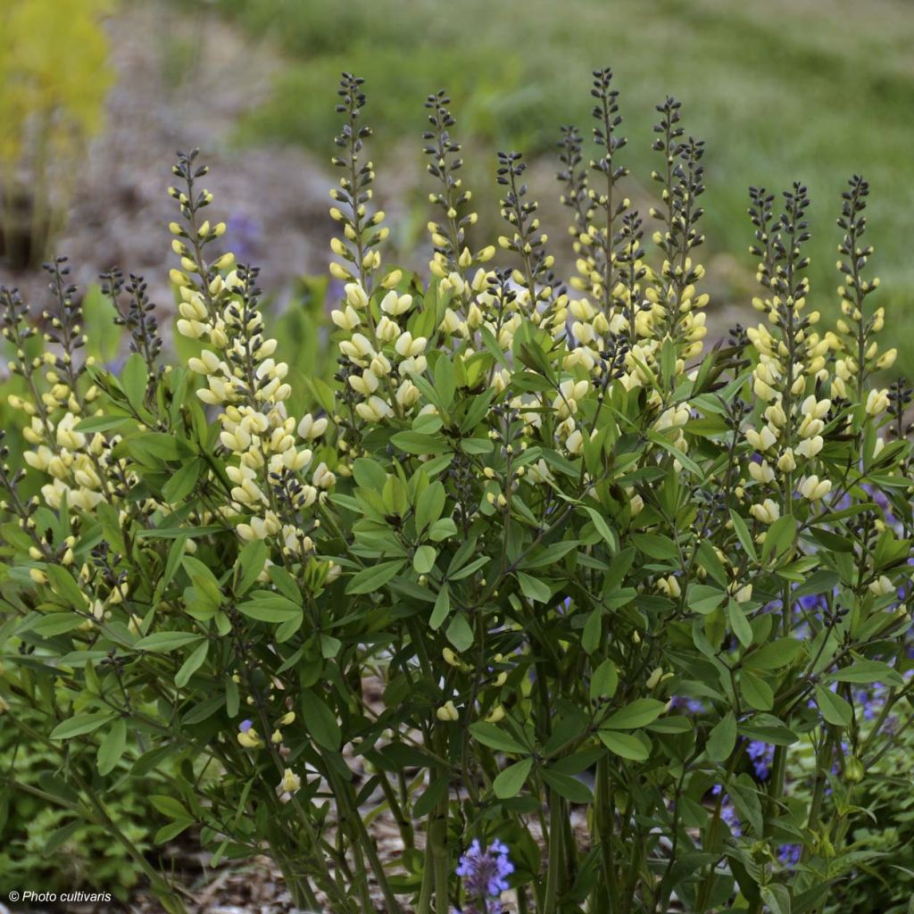 Baptisia Vanilla Cream - Lupin indigo