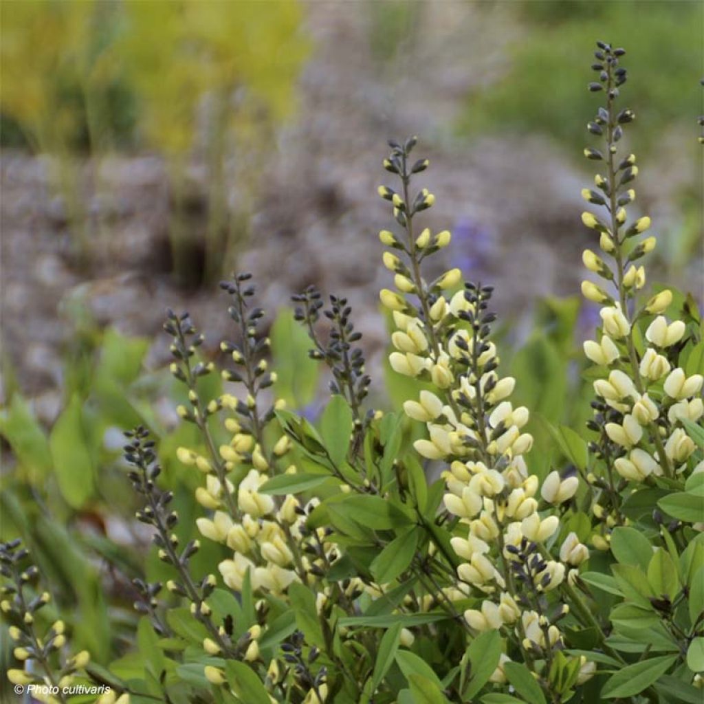 Baptisia Vanilla Cream - Lupin indigo