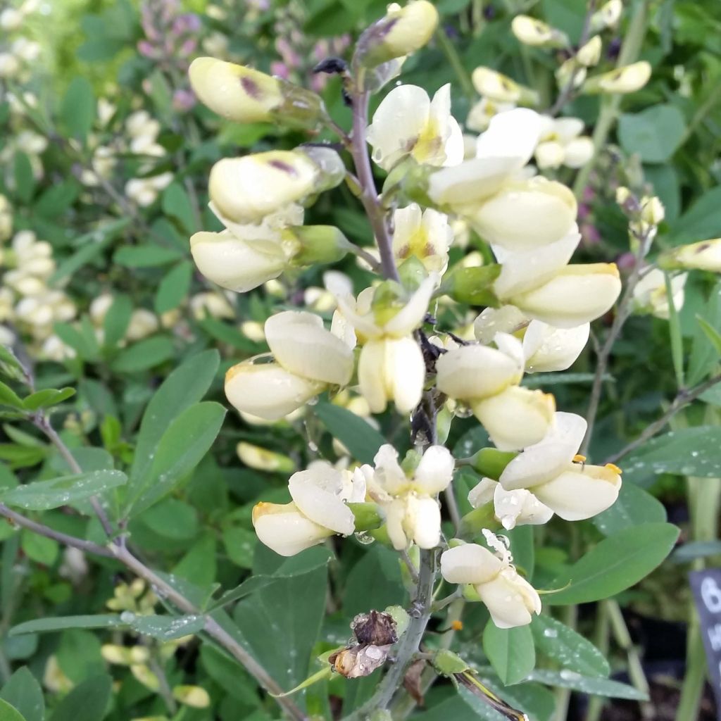 Baptisia Vanilla Cream - Lupin indigo