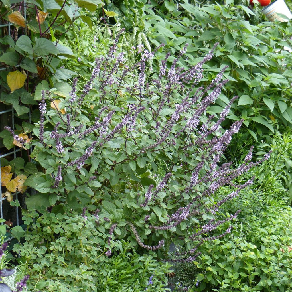 Basilic perpétuel (Ocimum kilimandscharicum), un basilic vivace :  plantation, culture