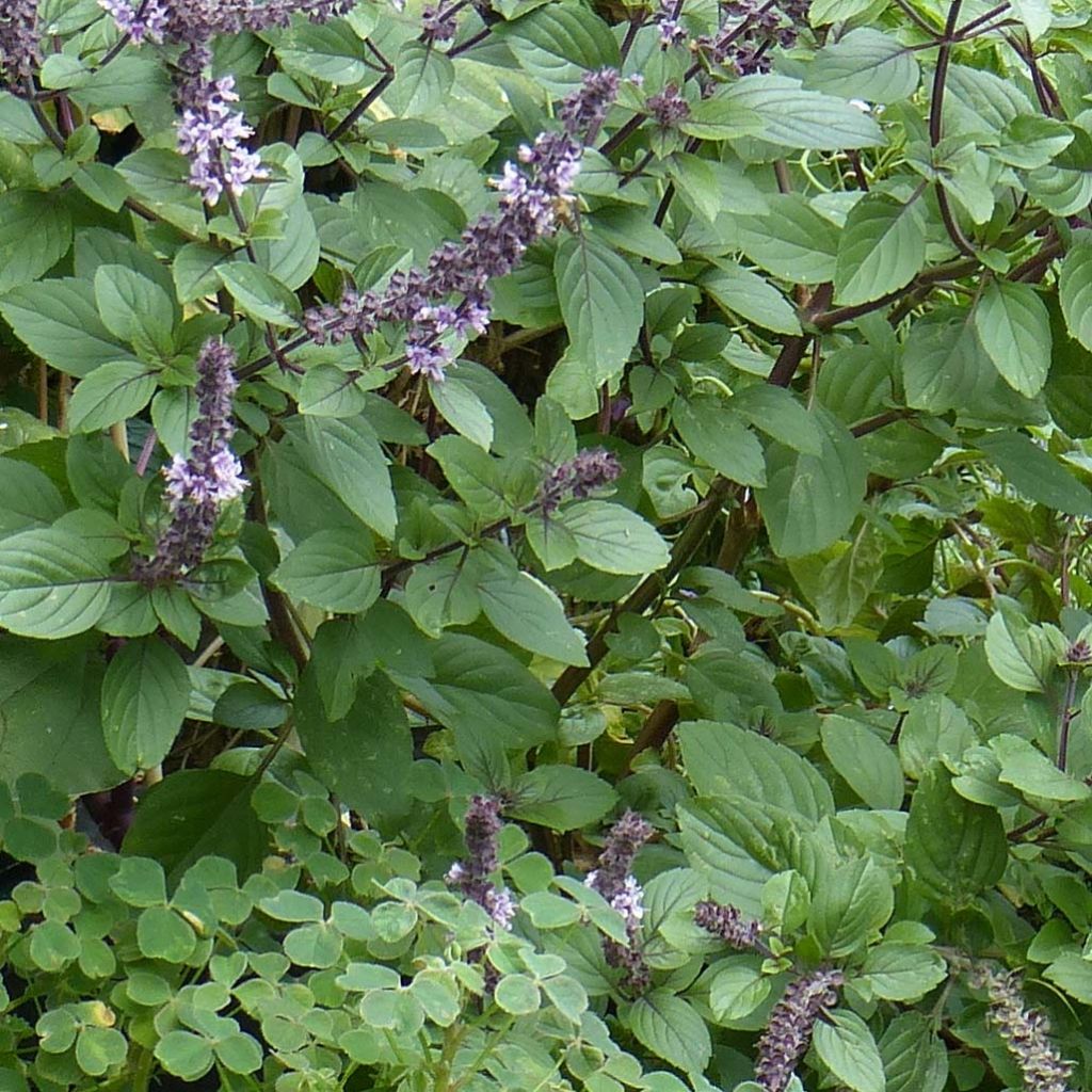 Basilic perpétuel (Ocimum kilimandscharicum), un basilic vivace :  plantation, culture