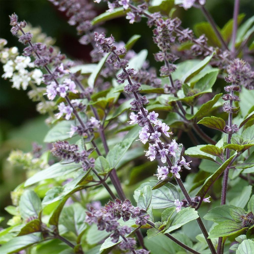 Basilic vivace Magic Mountain en plants 