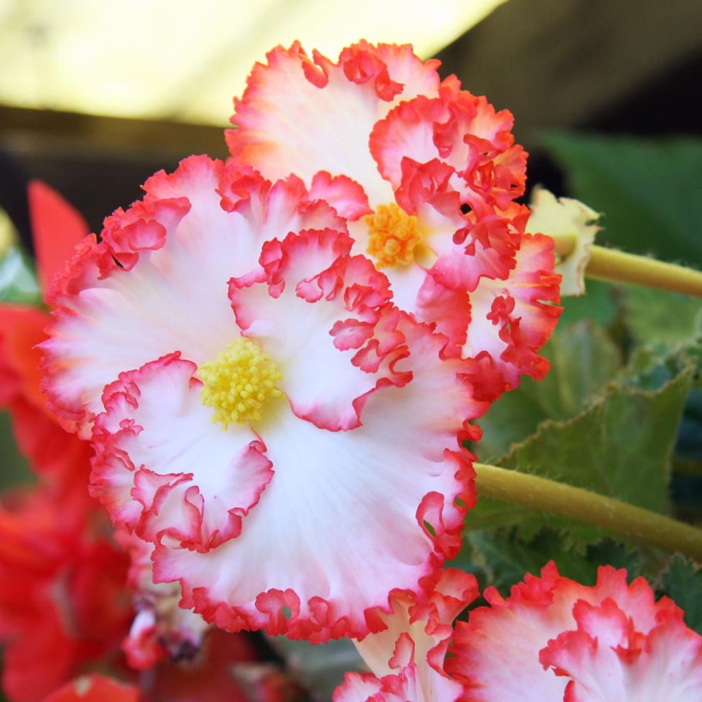 Begonia crispo marginata white/red