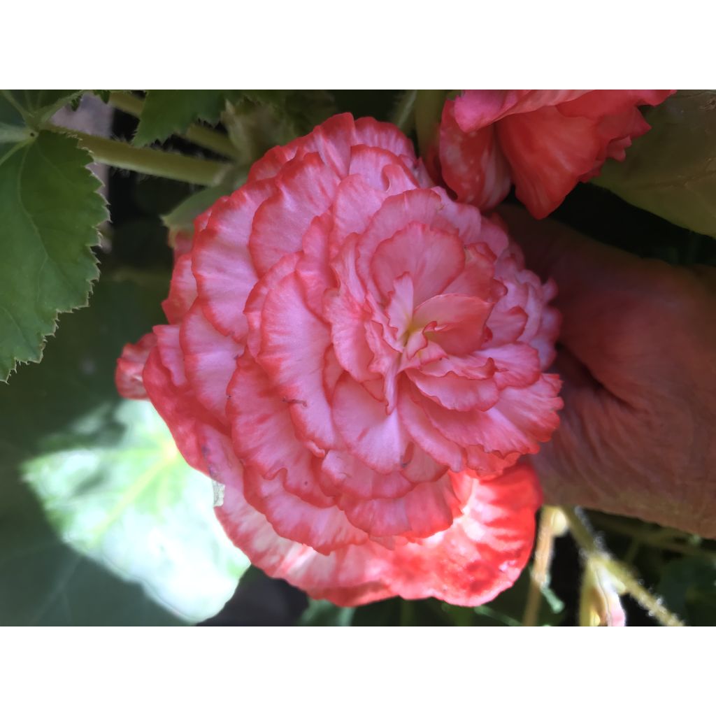 Begonia Double Marmorata