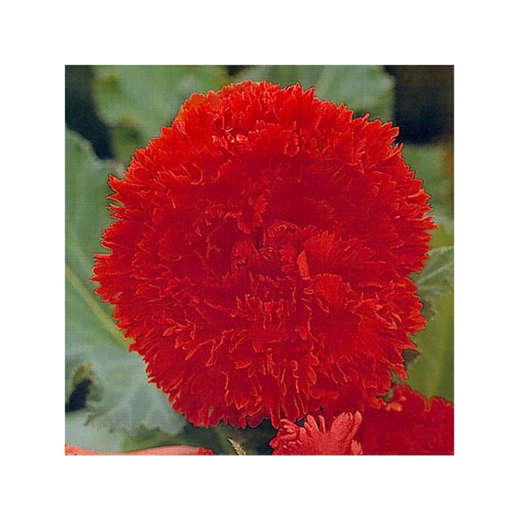 Begonia Fimbriata Orange