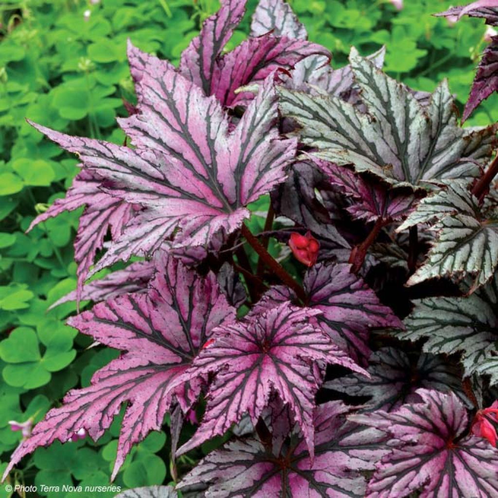 Bégonia Garden Angel Blush