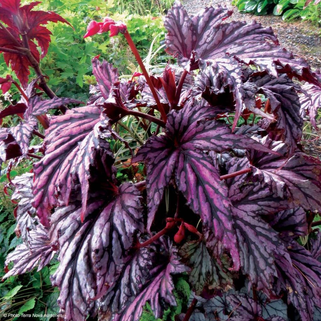 Bégonia Garden Angel Blush