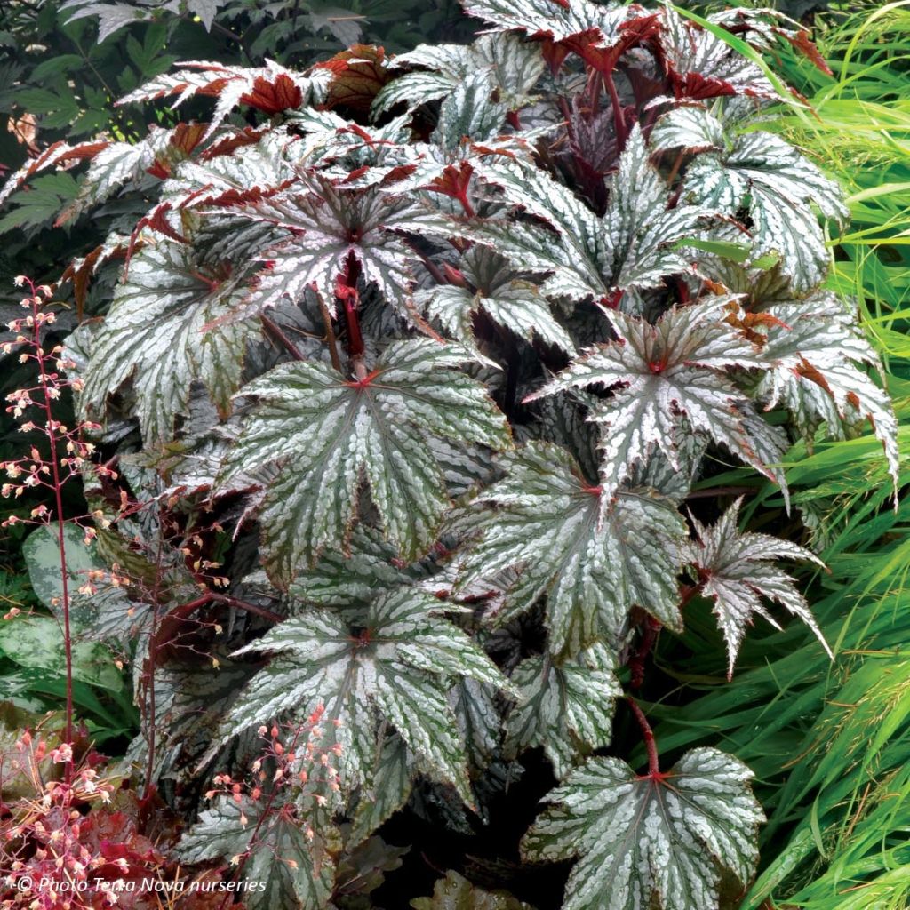 Begonia Garden Angel Silver