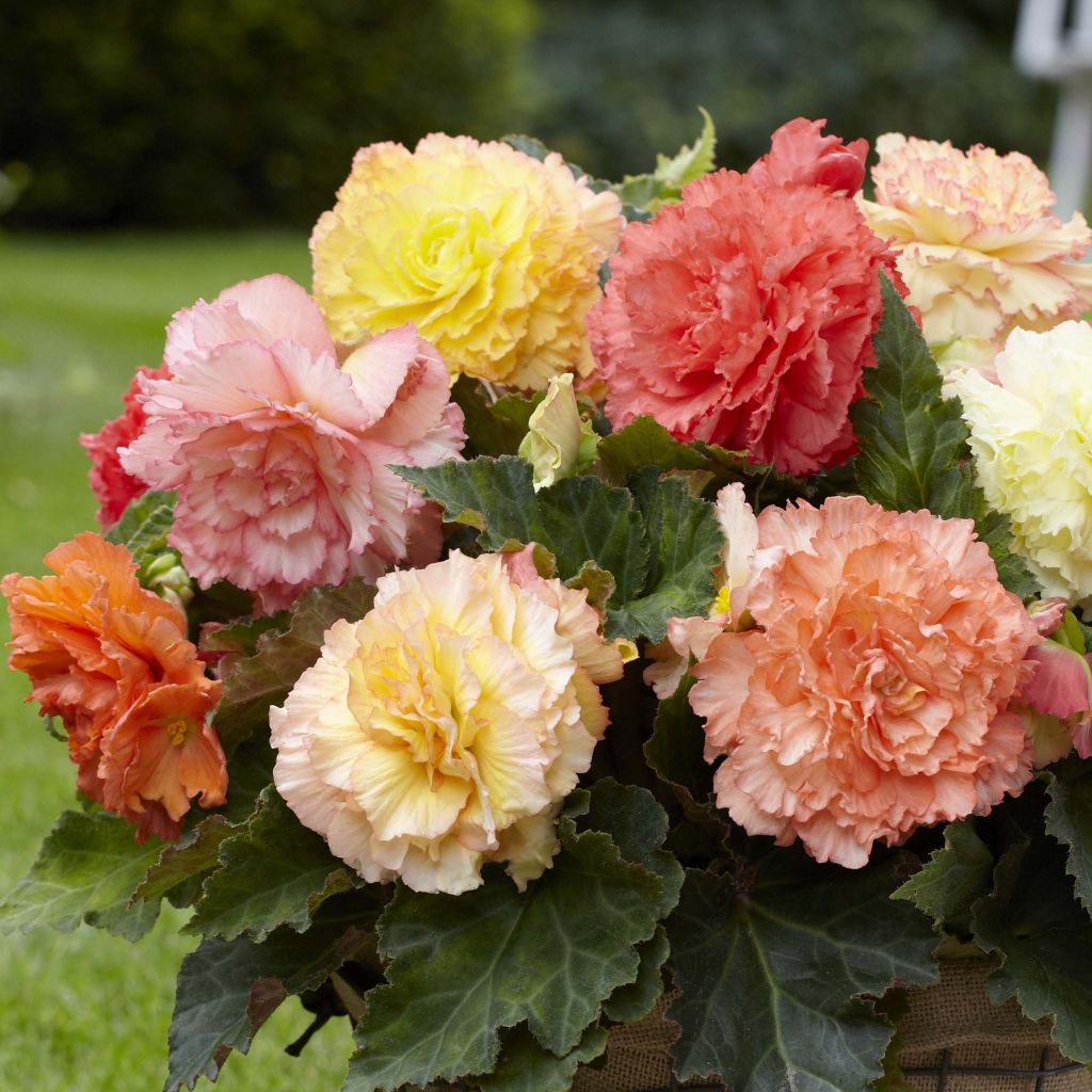 Begonia Fimbriata Samba en mélange