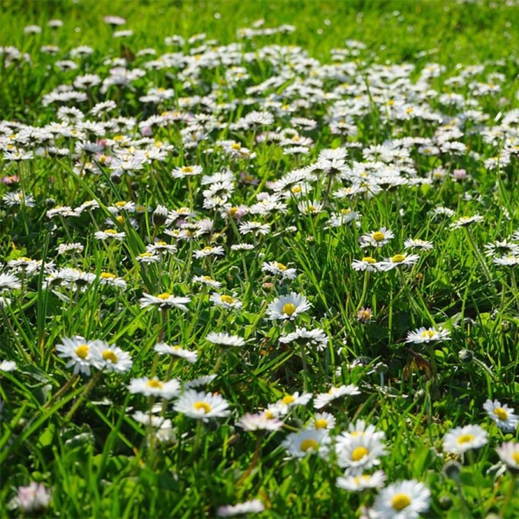 Graines de Pâquerette sauvage - Bellis perennis