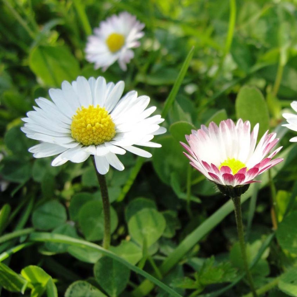 Graines de Pâquerette sauvage - Bellis perennis