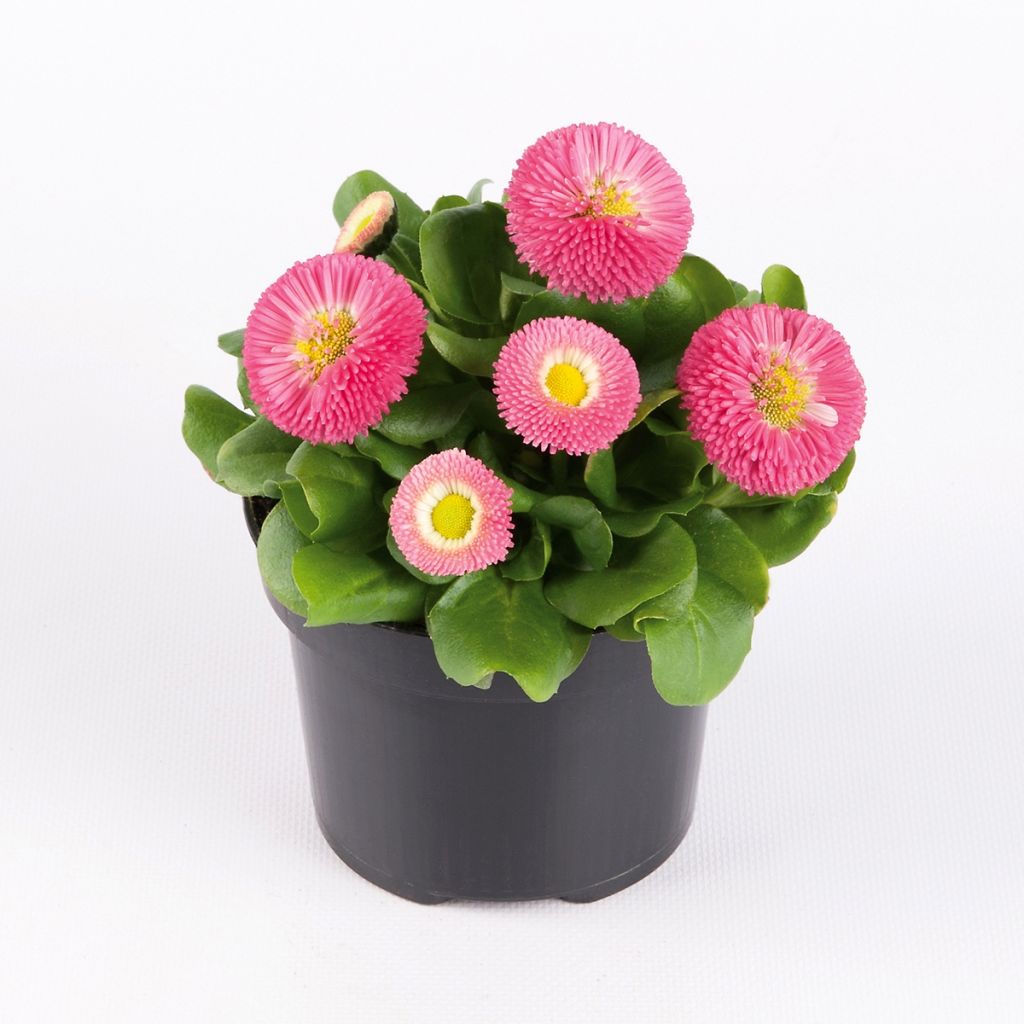 Pâquerette Bellastar Compact Rose - Bellis perennis