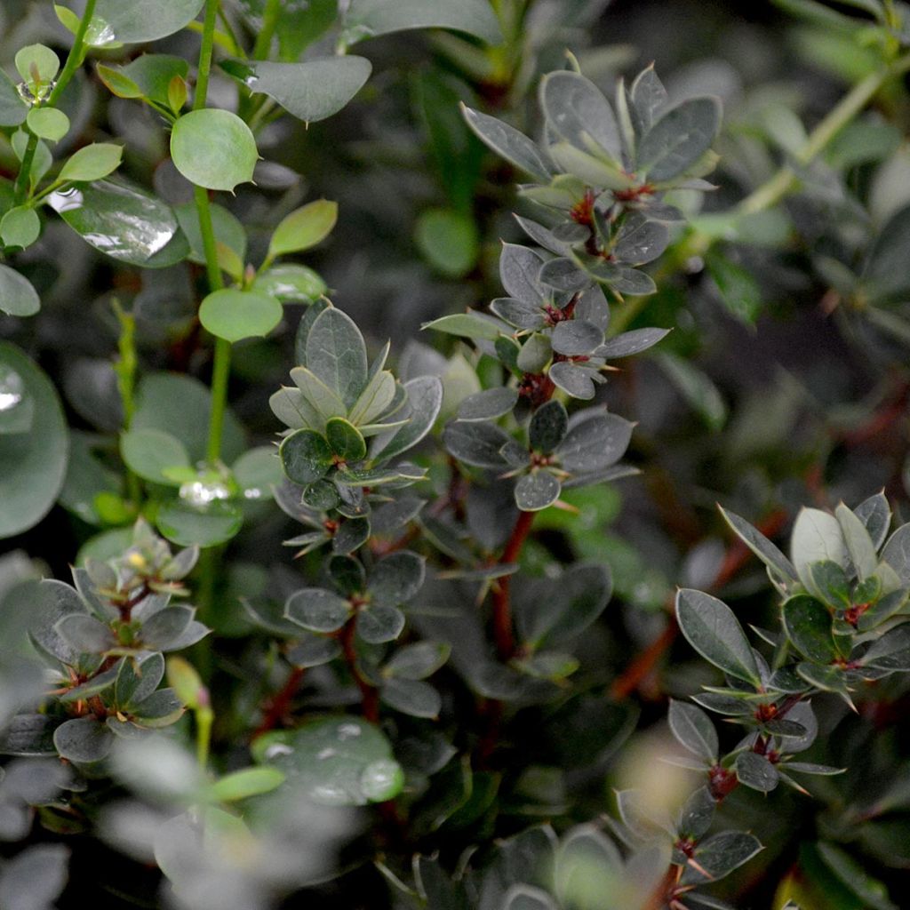 Berberis buxifolia Nana - Epine-vinette à feuilles de buis