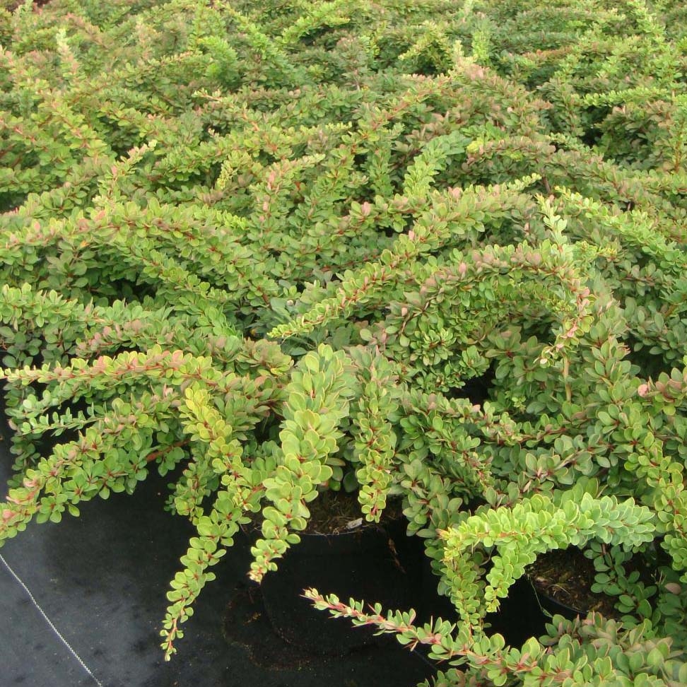 Berberis thunbergii Green Carpet - Epine-vinette