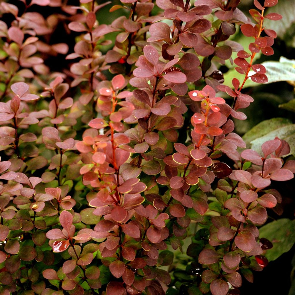 Berberis thunbergii Orange Rocket - Epine-vinette