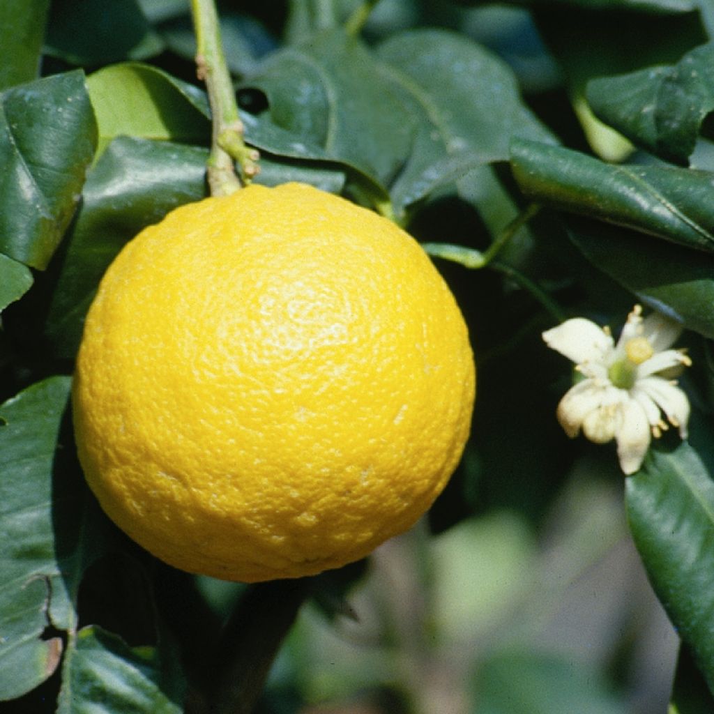 Bergamote - Citrus bergamia