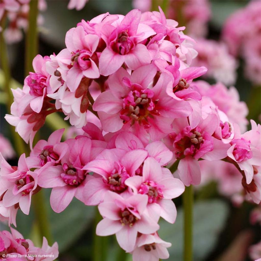 Plante Martine 29 Août 2023 - Bravo Ajonc  Bergenia-dragonfly-sakura-80761-1