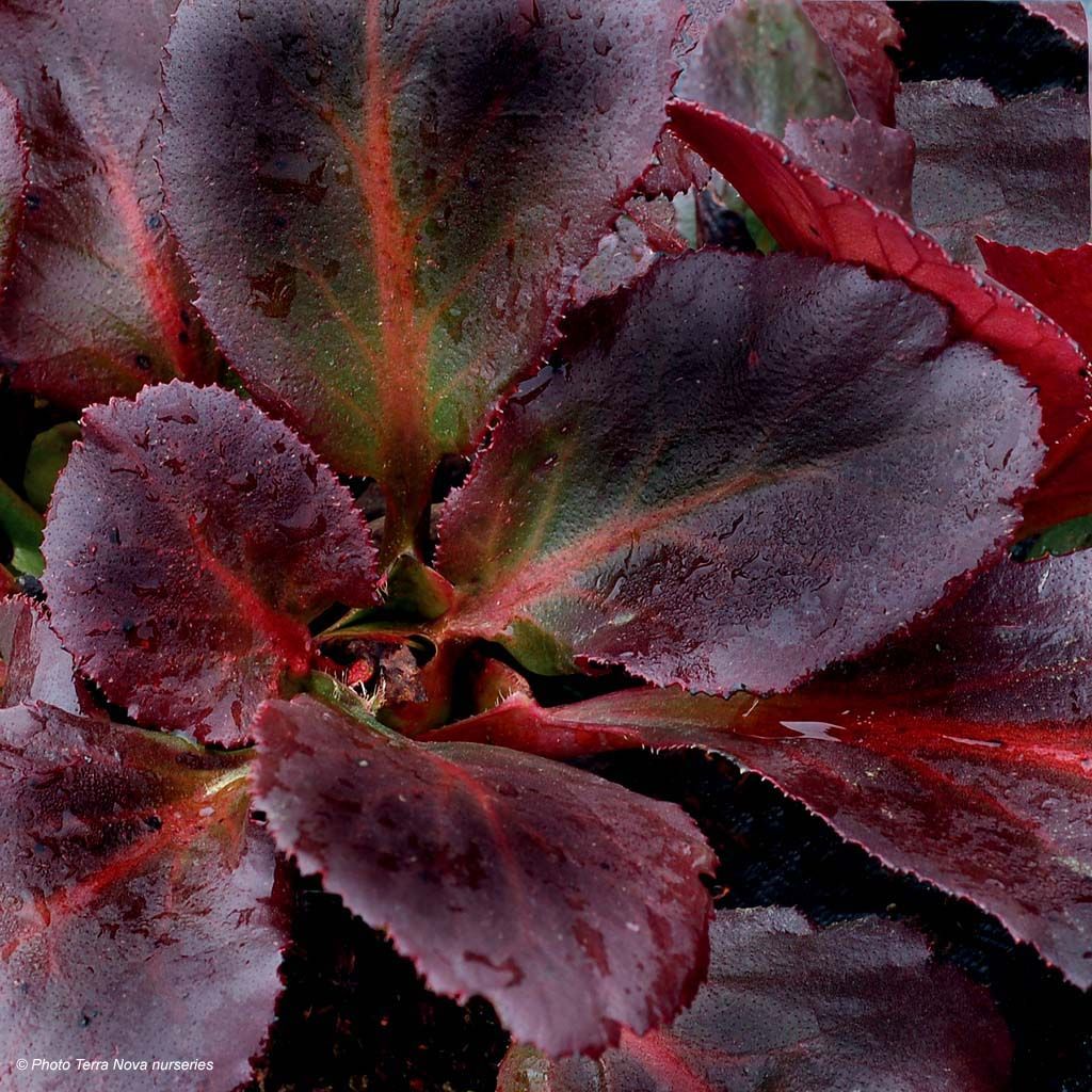 Bergenia Dragonfly Sakura - Plante des savetiers