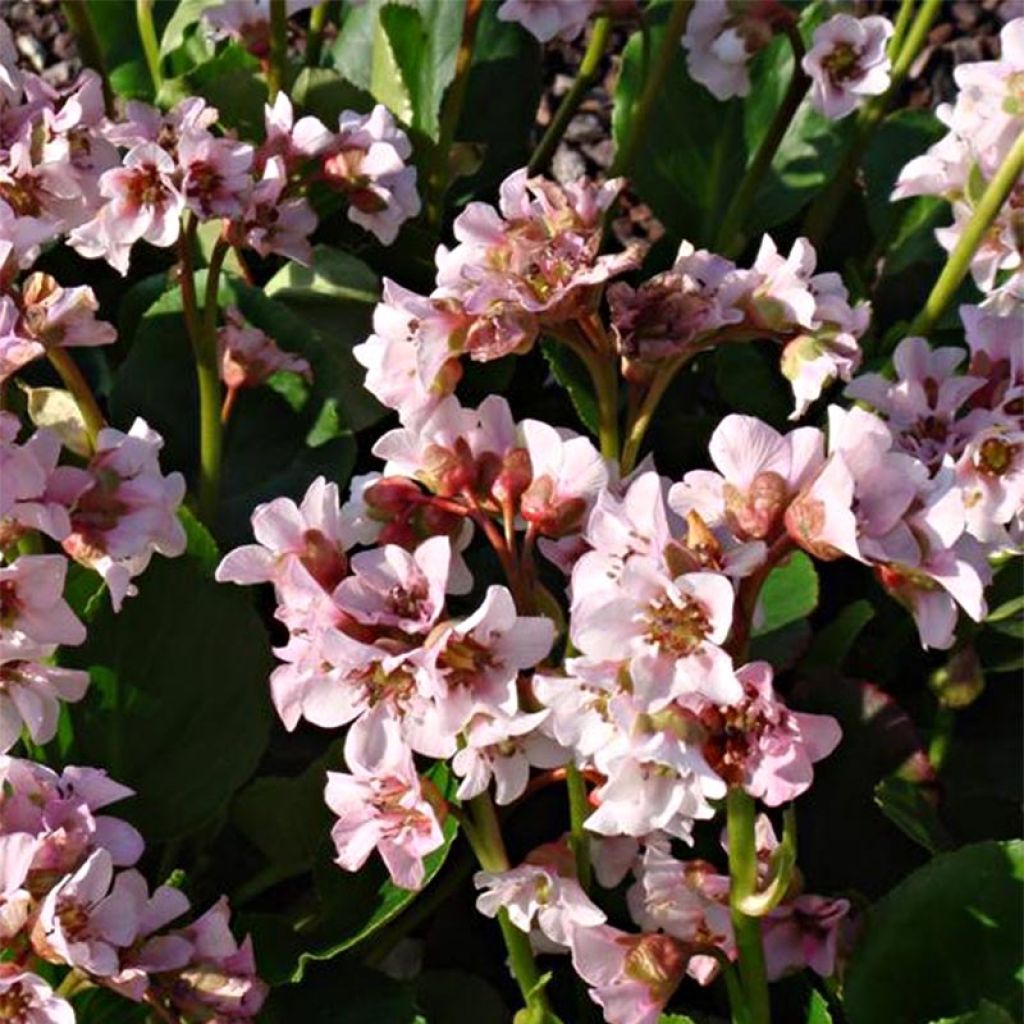 Bergenia hybride Harzkristall