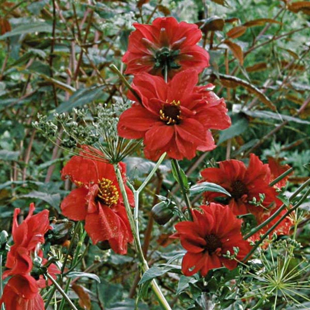 Dahlia Bishop of Llandaff