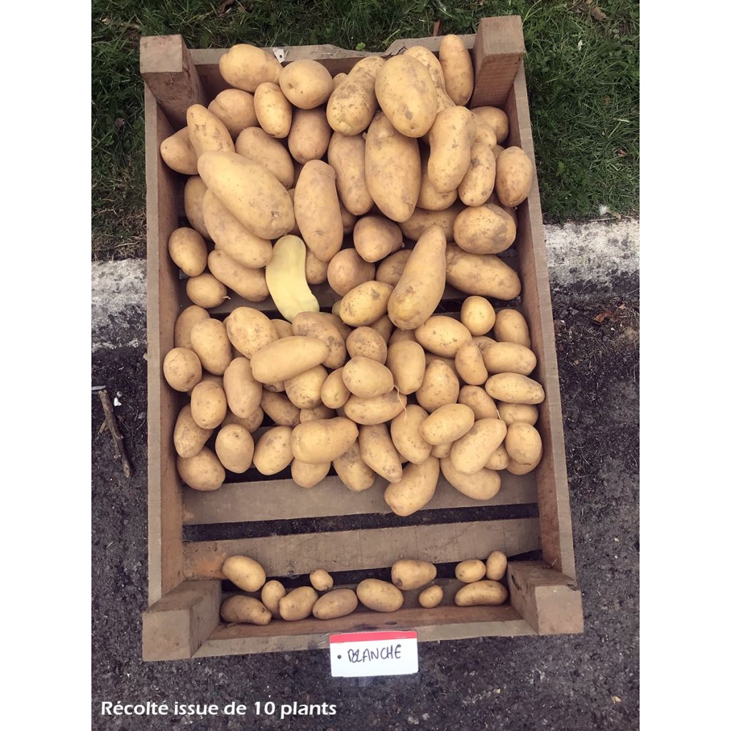Pommes de terre Blanche - Solanum tuberosum