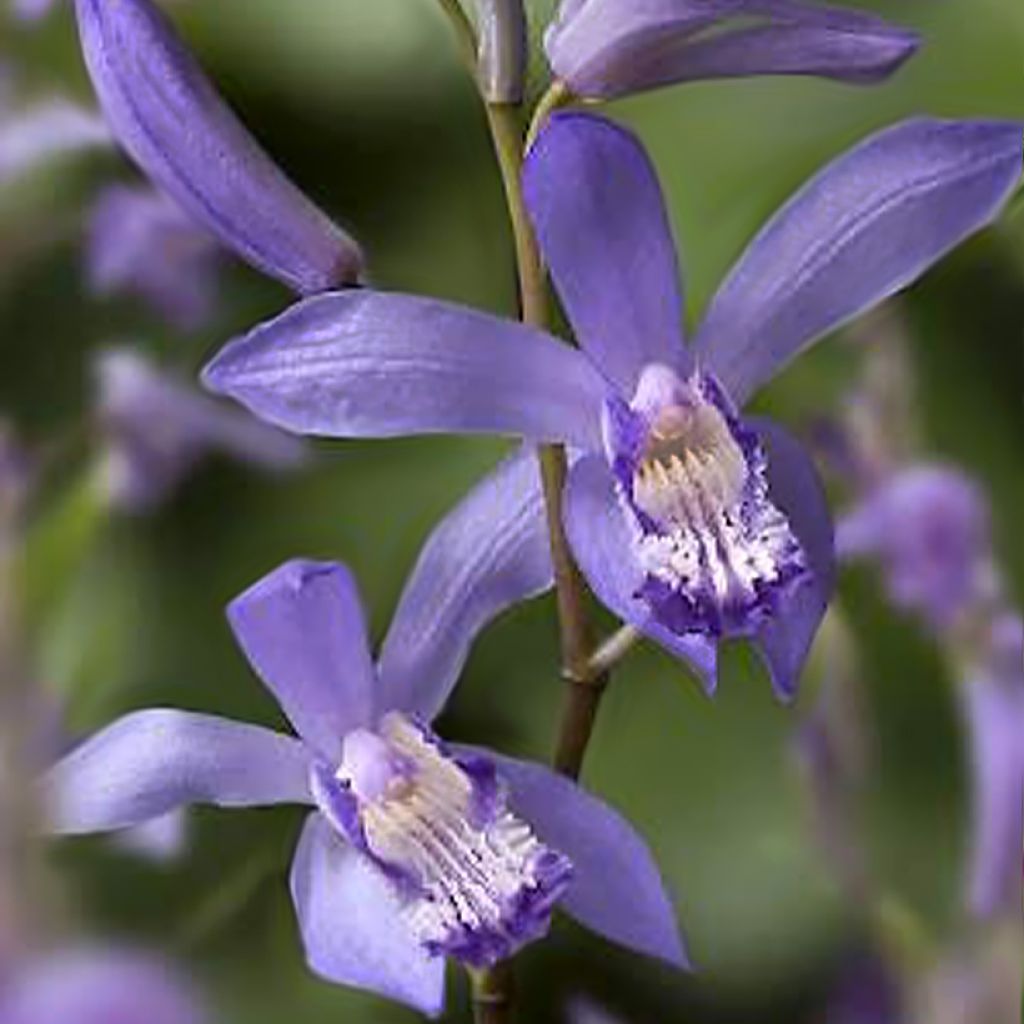 Bletilla Striata Blue - Orchidée jacinthe