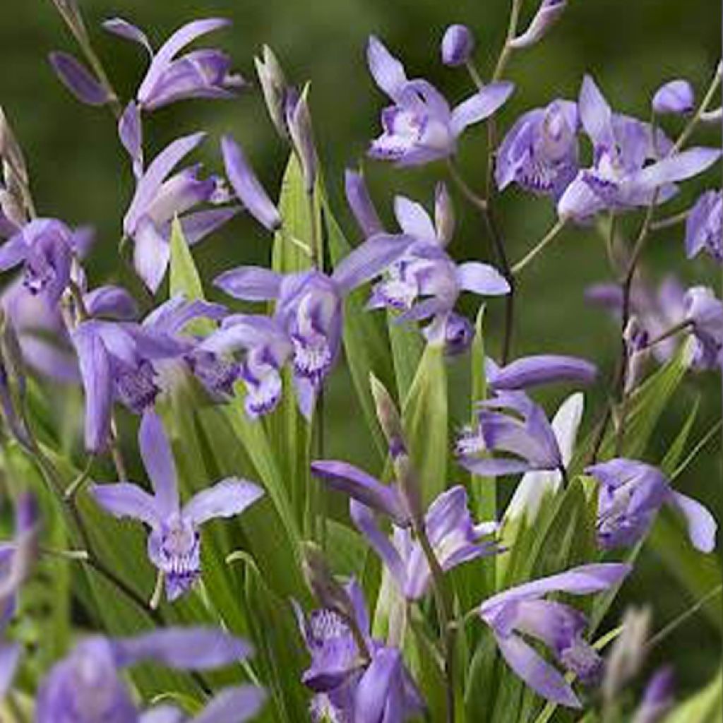 Bletilla Striata Blue - Orchidée jacinthe
