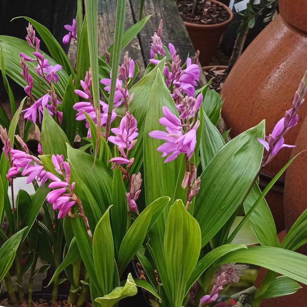 Bletilla striata Rose - Orchidée jacinthe 