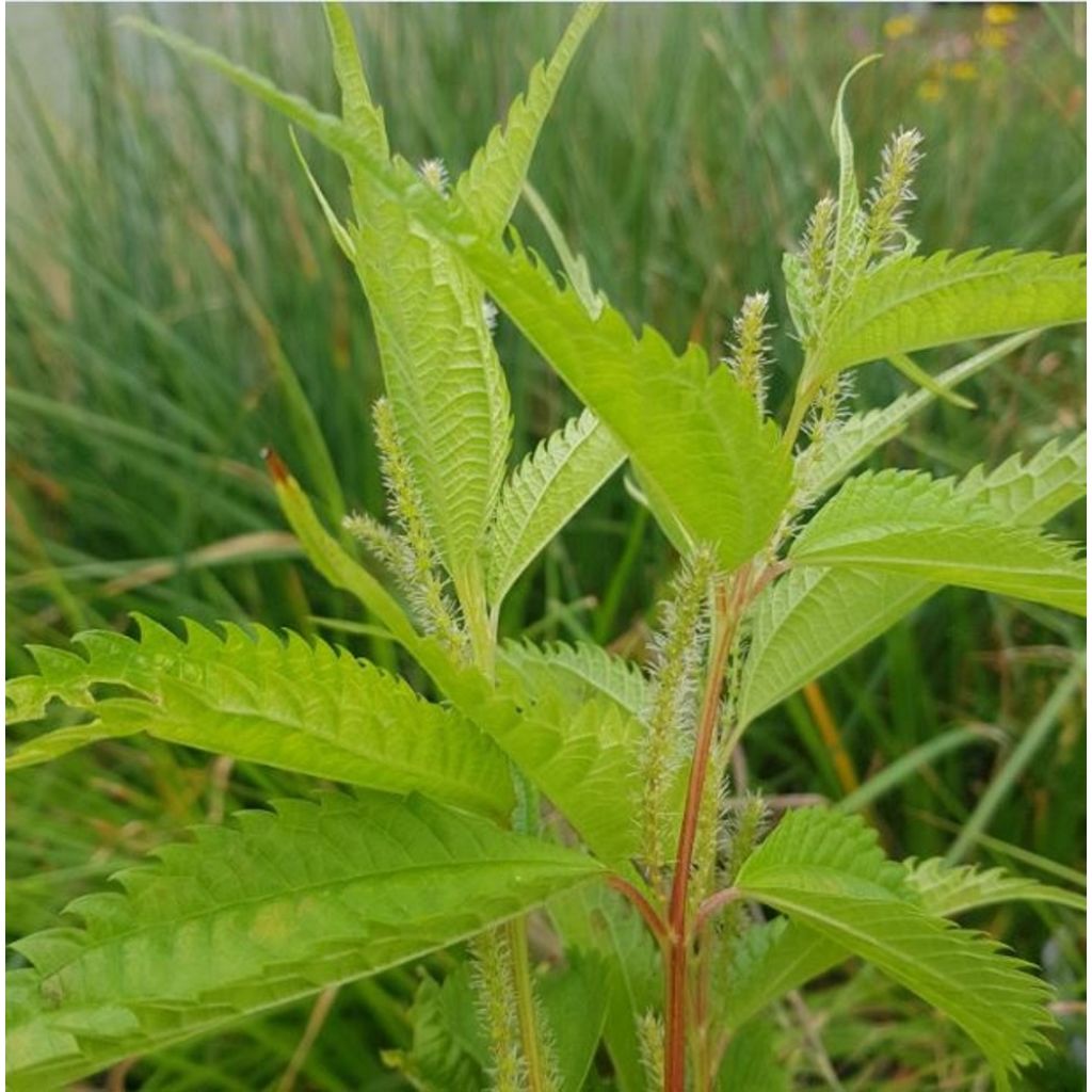 Boehmeria sieboldiana - Ortie de Chine