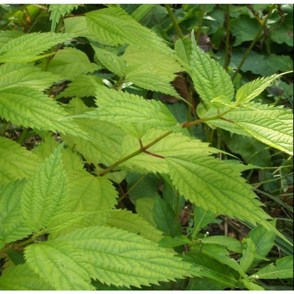 Boehmeria sieboldiana - Ortie de Chine