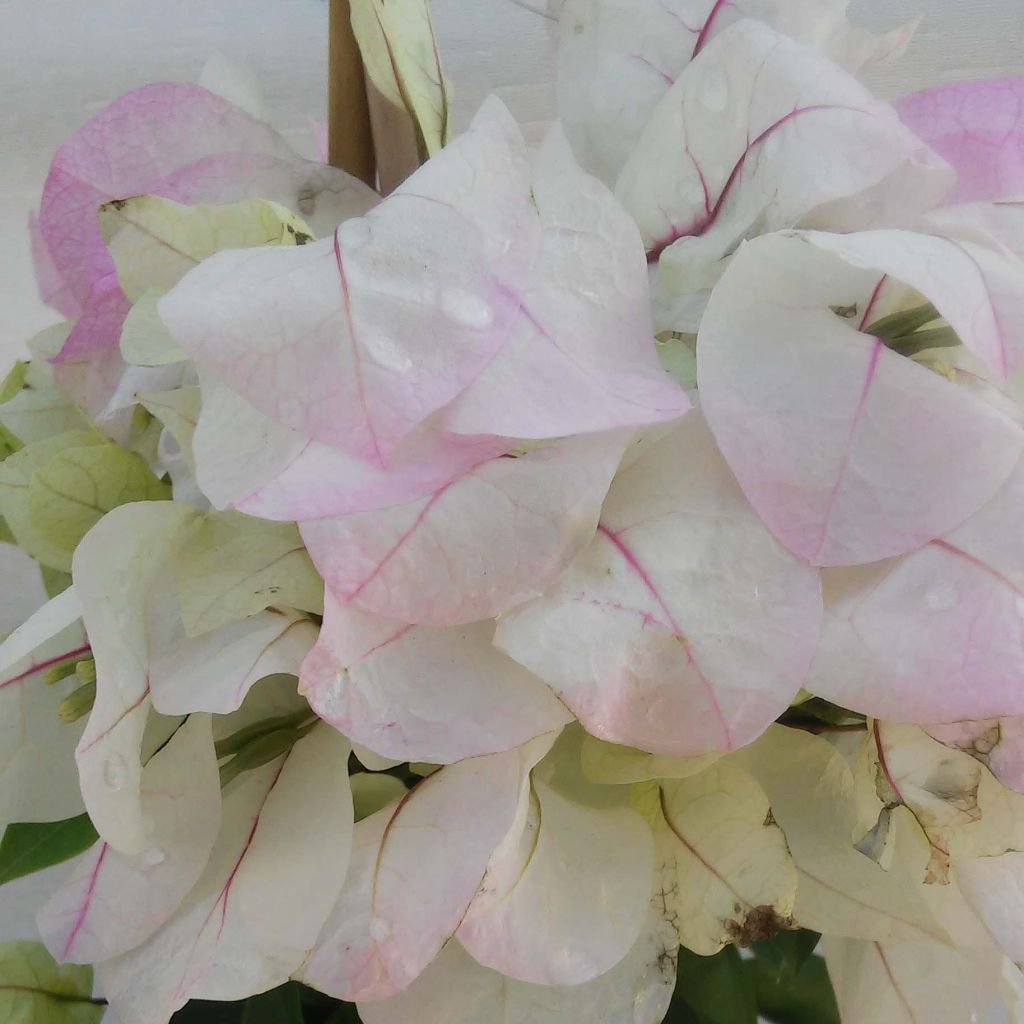 Bougainvillier spectabilis Blanc-rose