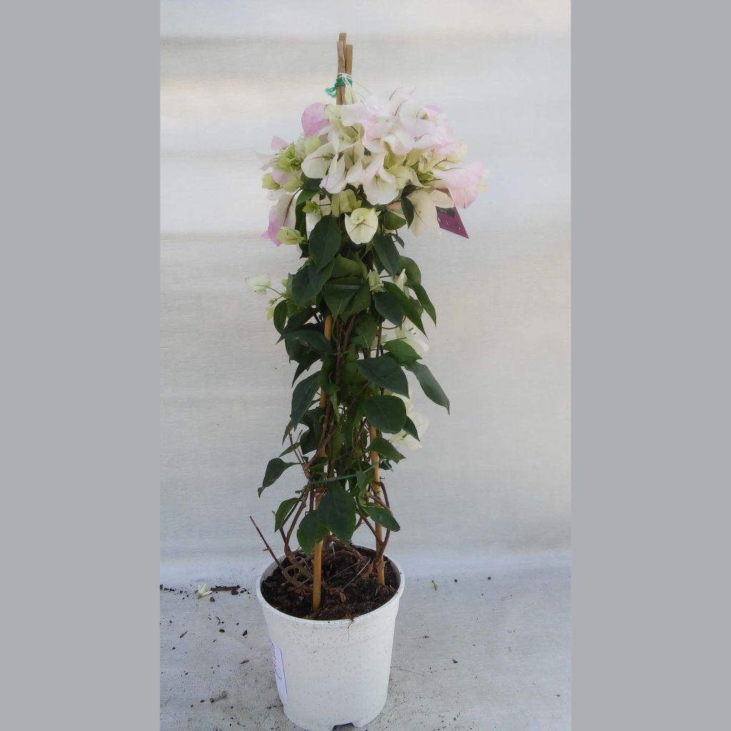 Bougainvillier spectabilis Blanc-rose