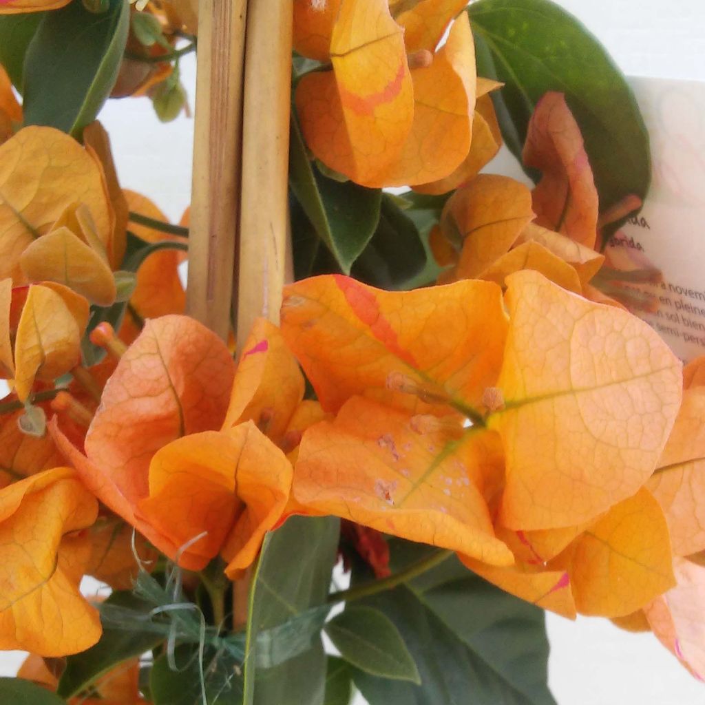 Bougainvillier spectabilis Orange