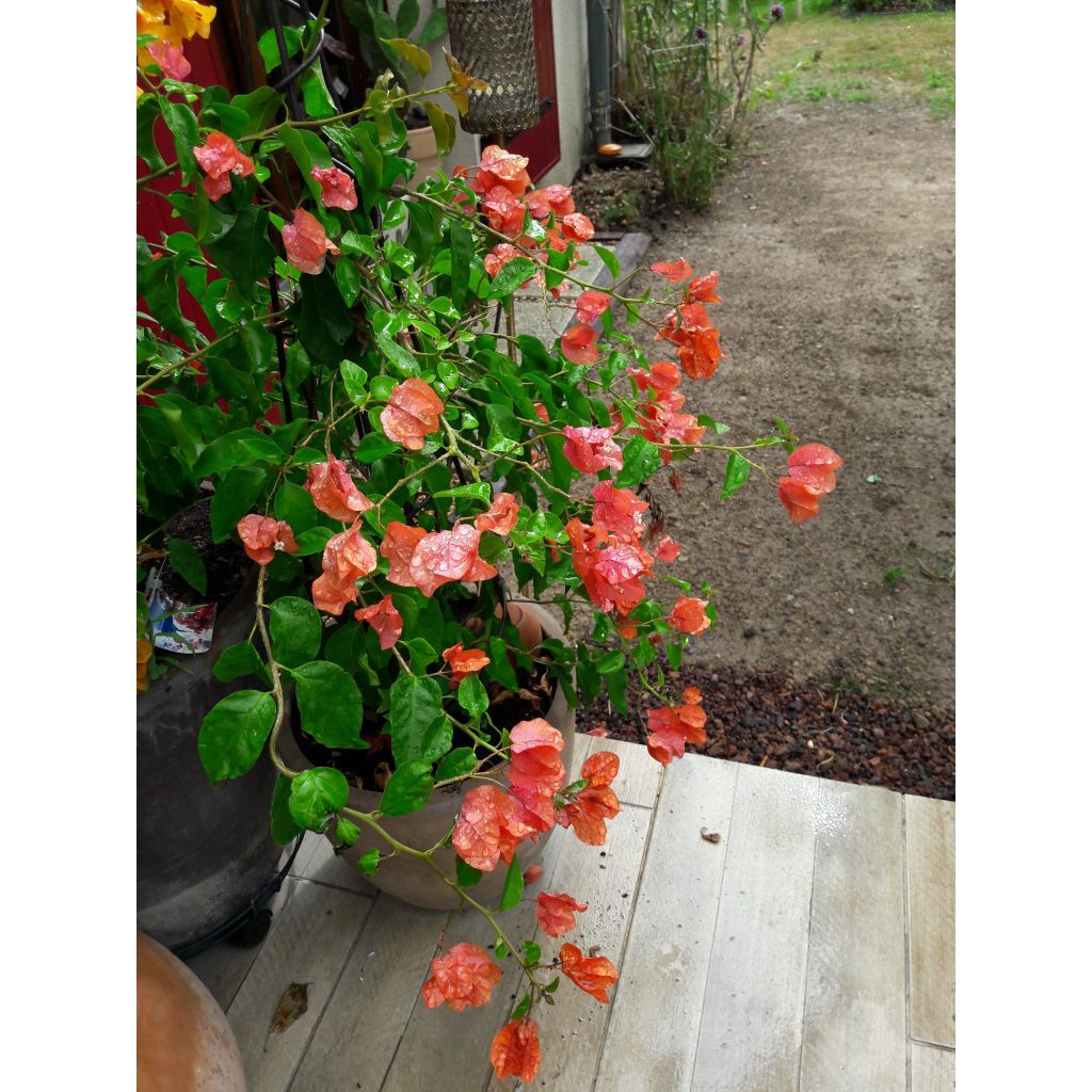 Bougainvillier spectabilis Orange