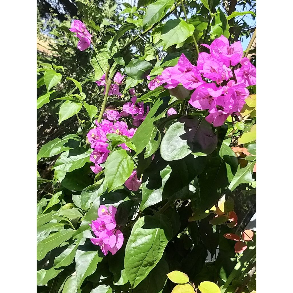 Bougainvillier Violet de Mèze