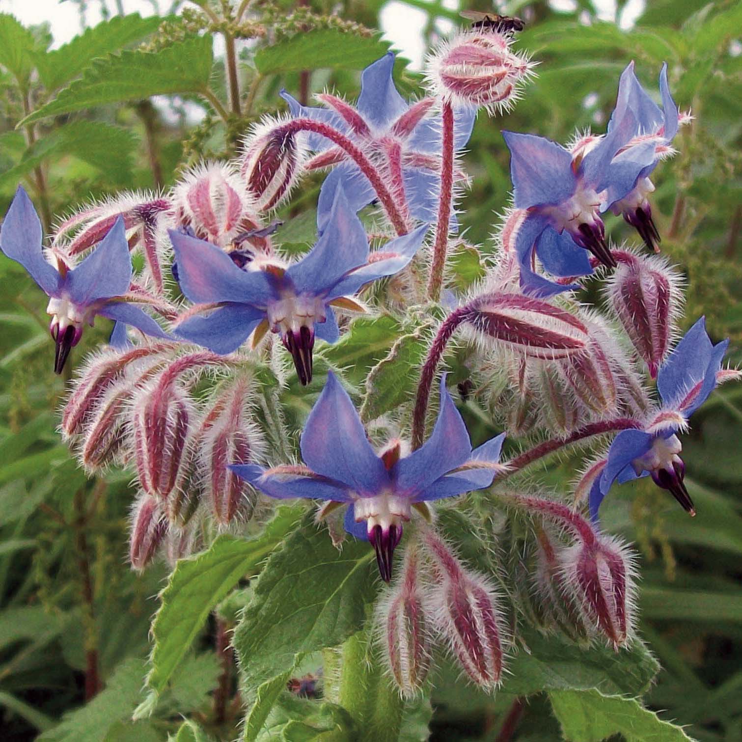 Graines De Bourrache Officinale BIO - Les Doigts Verts - Semis Avril à Mai Ou Septembre à Octobre