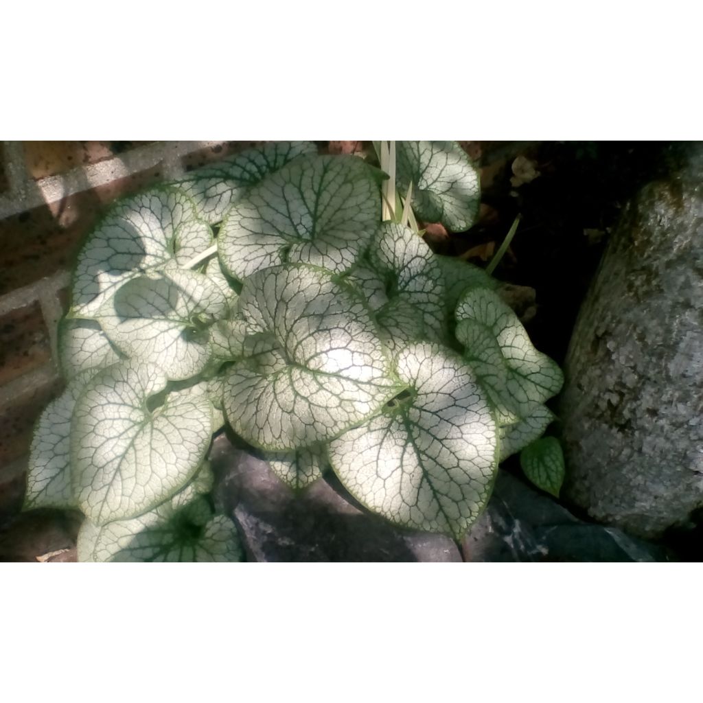 Brunnera macrophylla Jack Frost - Myosotis du Caucase