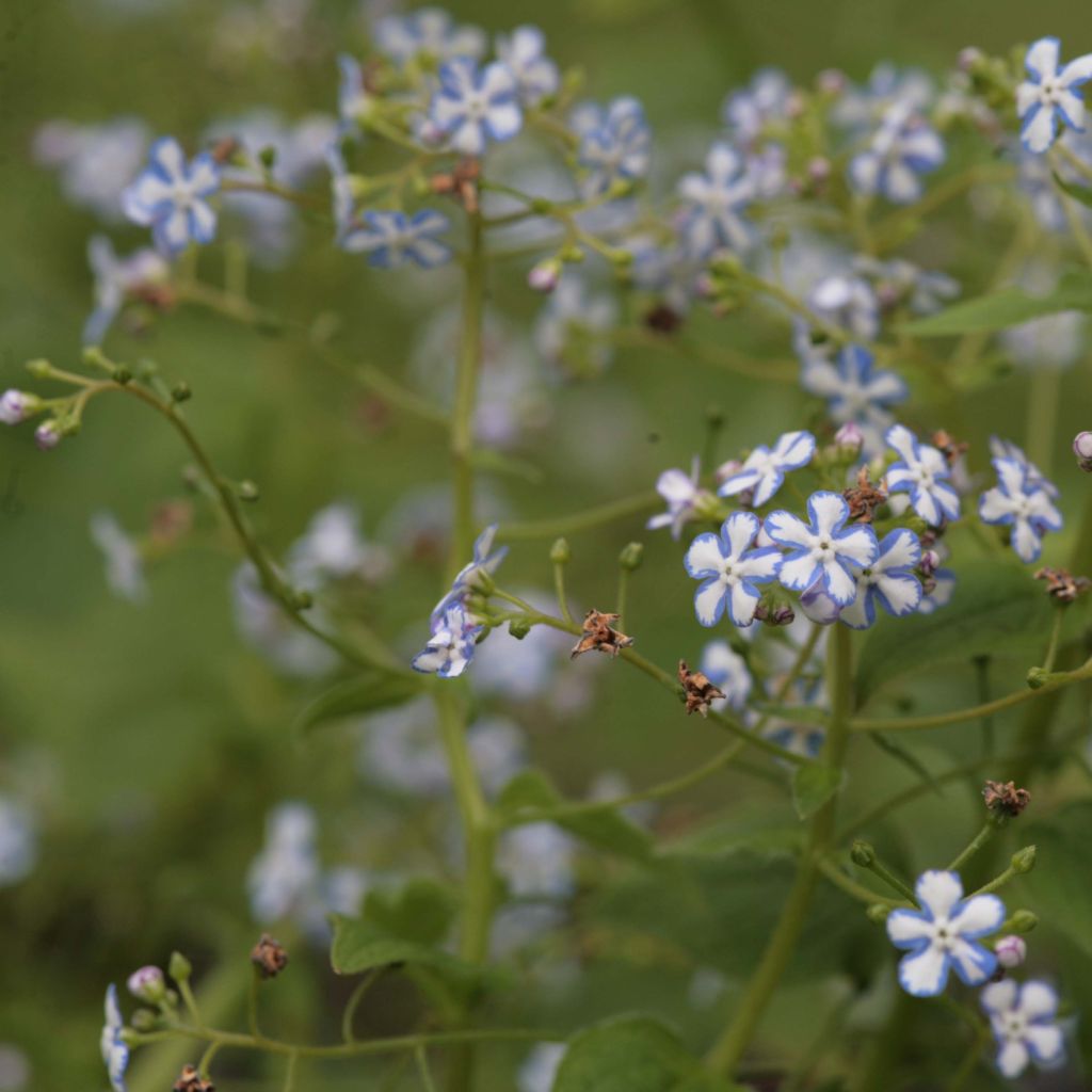 Brunnera macrophylla Starry Eyes - Myosotis du Caucase 