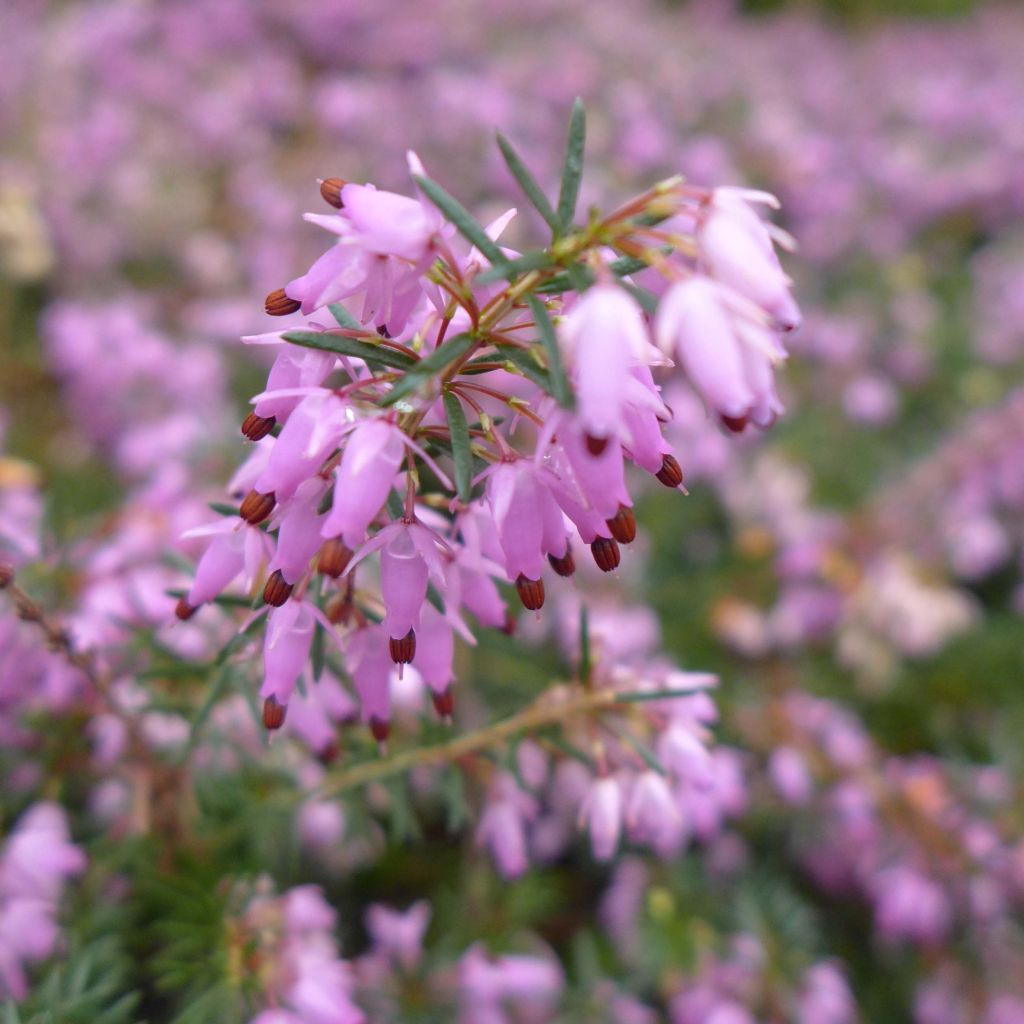 Bruyère Carnea December Red, Erica