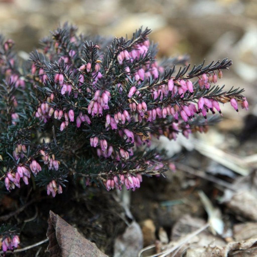 Bruyère d'Hiver - Erica x darleyensis Kramer's Rote