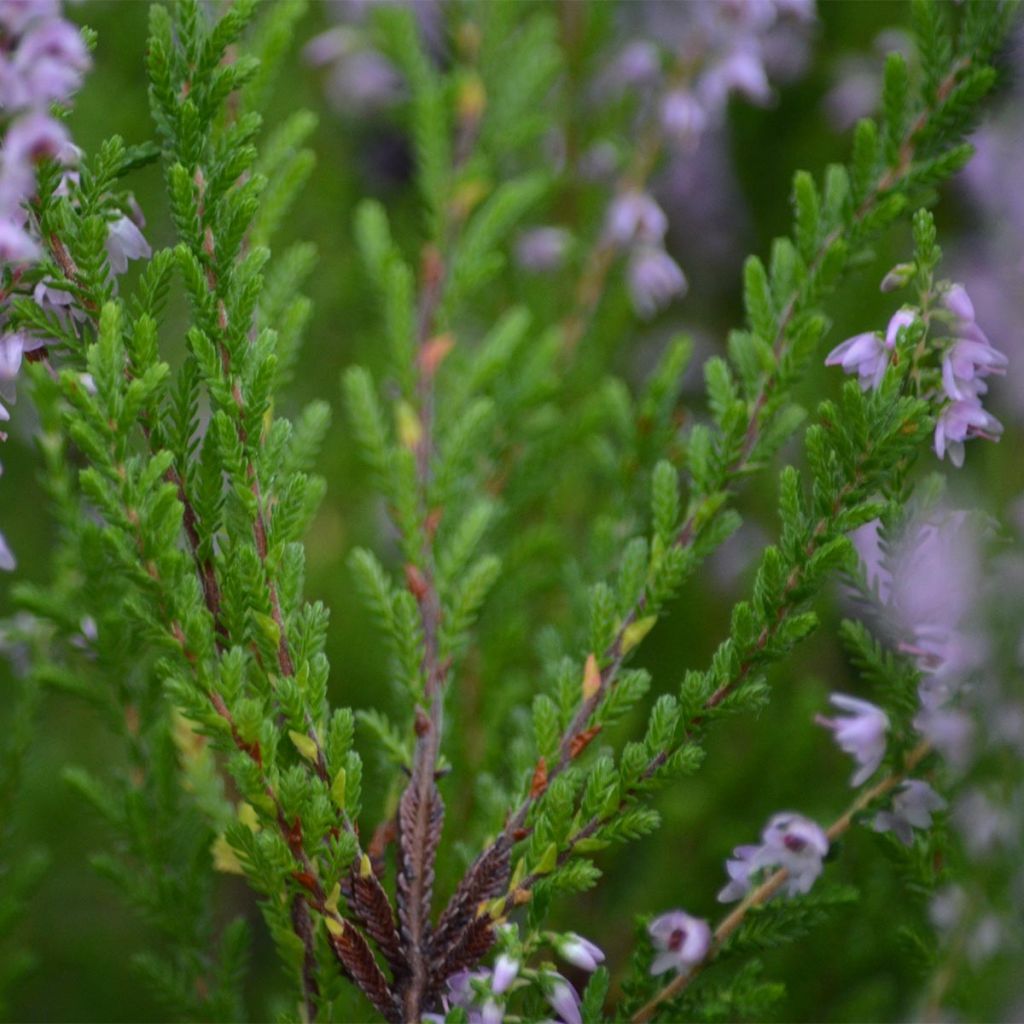 Bruyère d'été - Calluna vulgaris Spring Torch