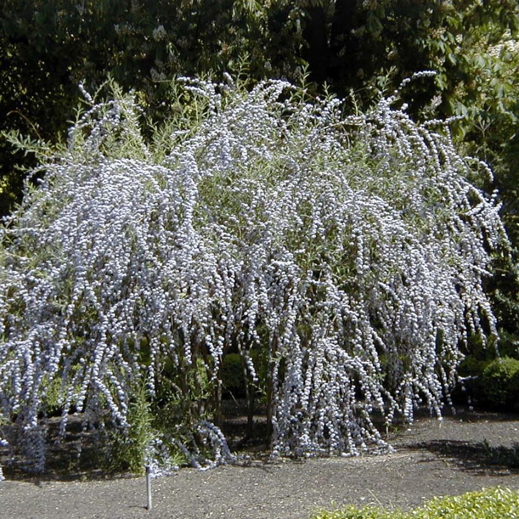 Buddleia alternifolia - Arbre aux papillons