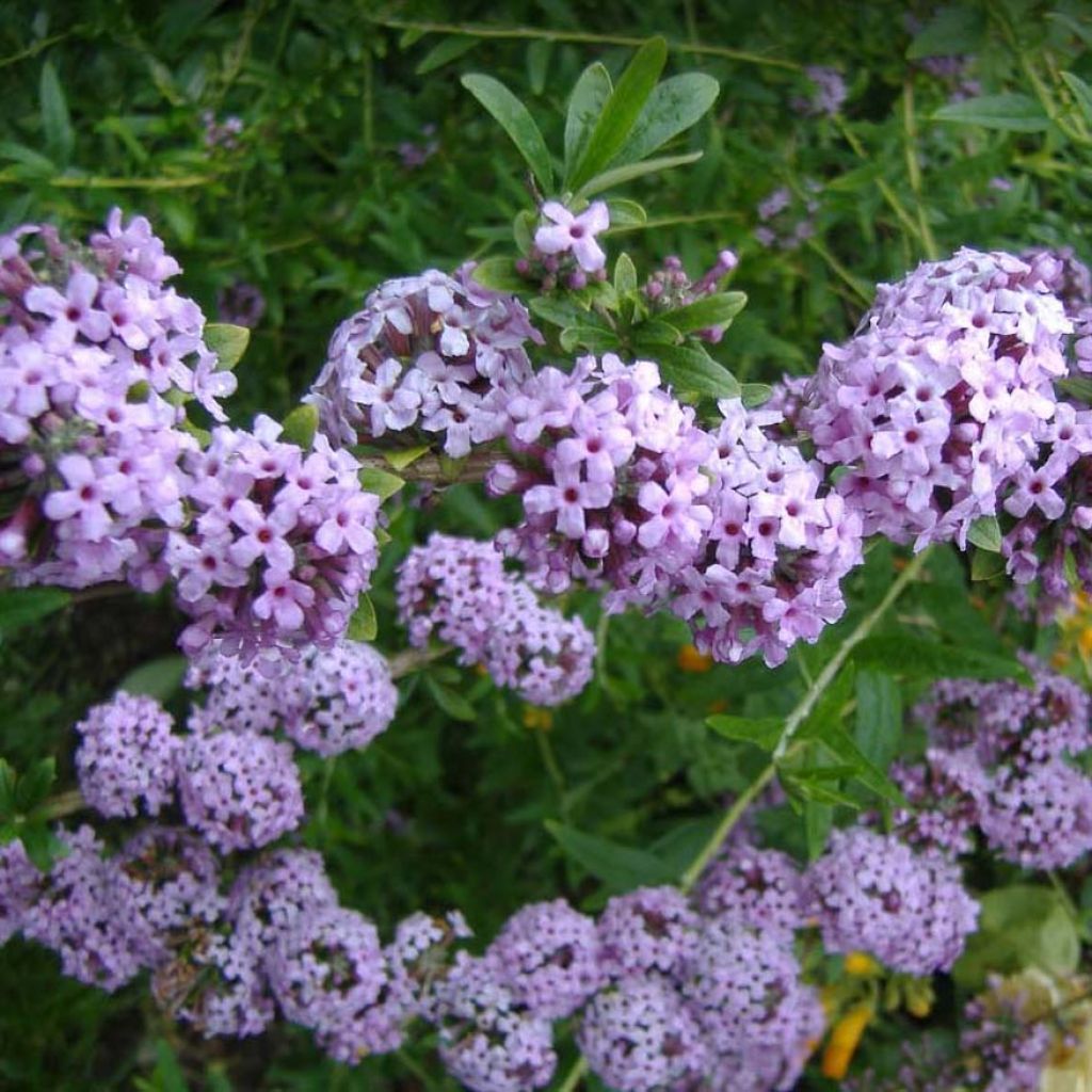 Buddleia alternifolia - Arbre aux papillons