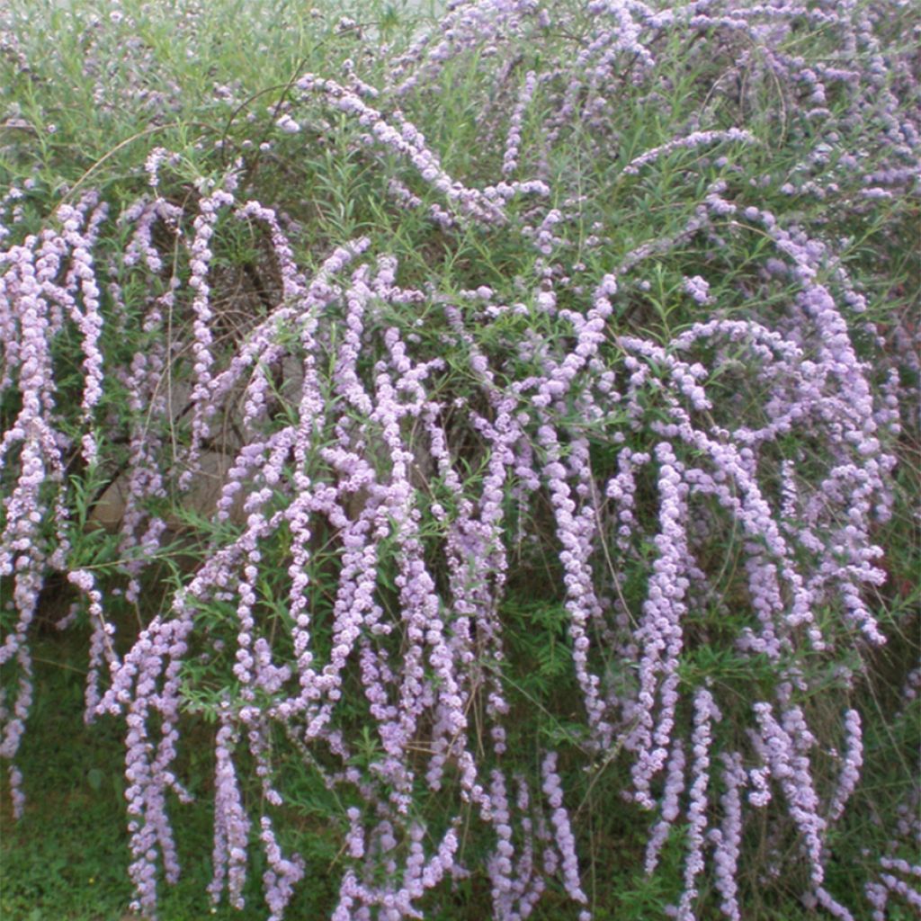 Buddleia alternifolia - Arbre aux papillons